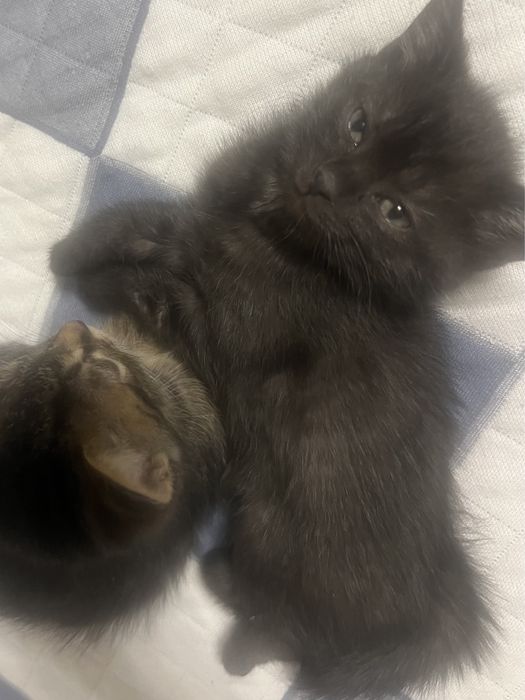 кошка, киса, котенок