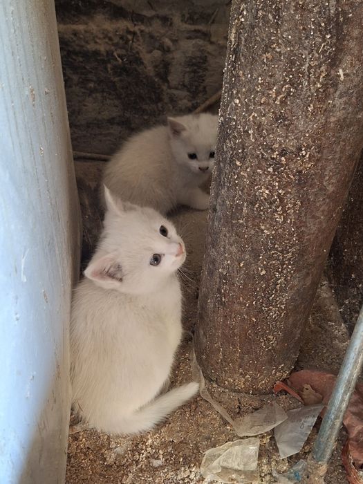 котёнок белый в добрые руки
