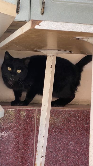 Отдам черную кошку срочно