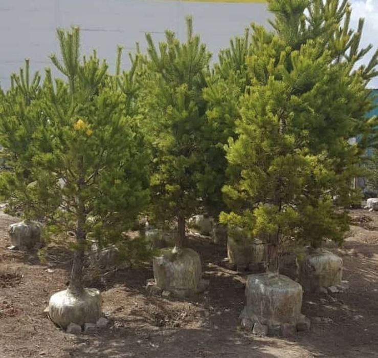 Сосна обыкновенная