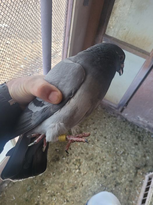 Porumbei voiajori / postari