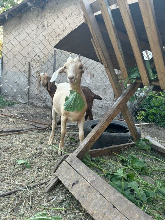 Англо- нубийские козлята