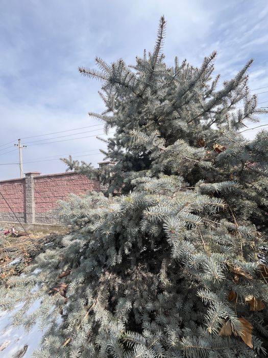 Ёлка голубая (красивая)