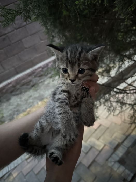 Отдам красивых котят в добрые руки