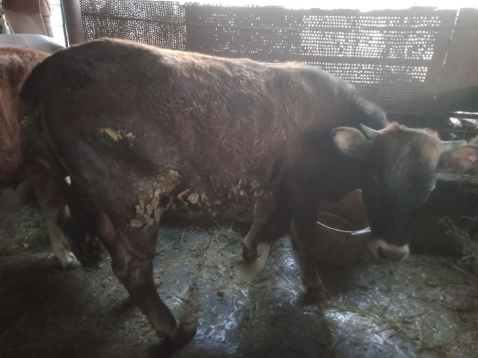 Продам тёлок, три штуки.