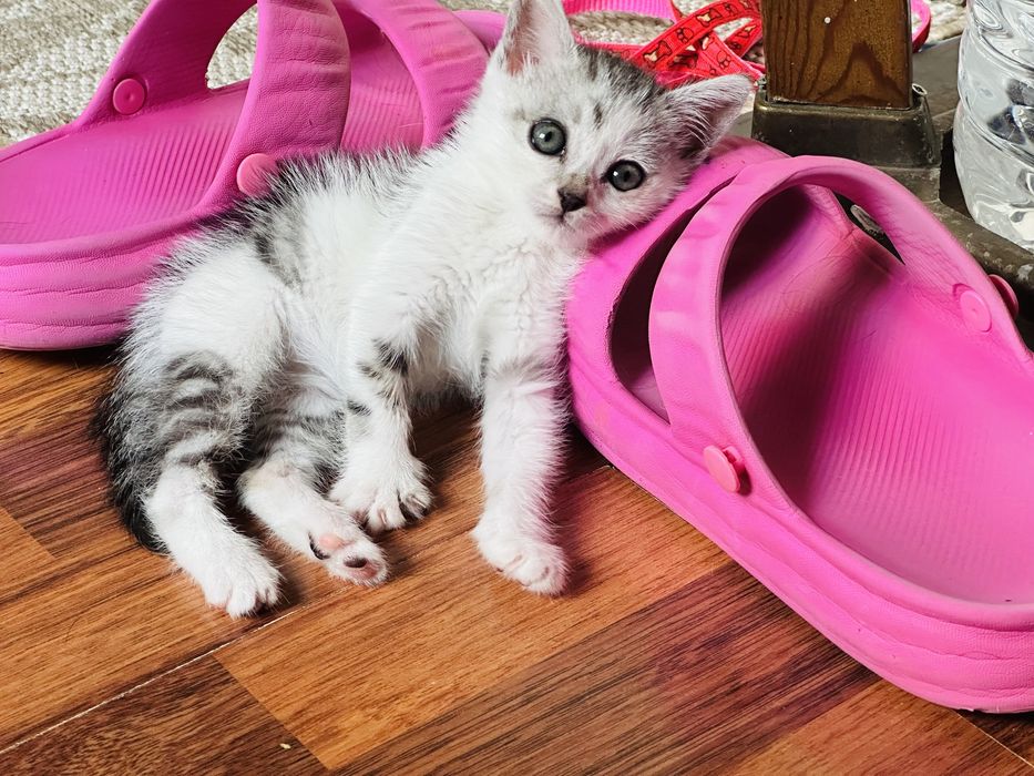 Отдадим милого нежного игривого катенка.