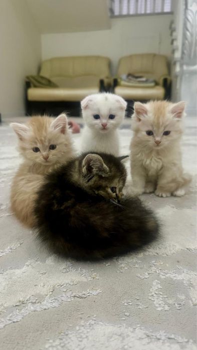 котята 1 месяц метисы