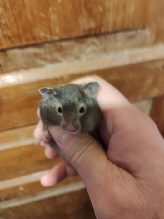 Хомяки сирийские гладкие молодые Смотрите 2 фото Читайте описании