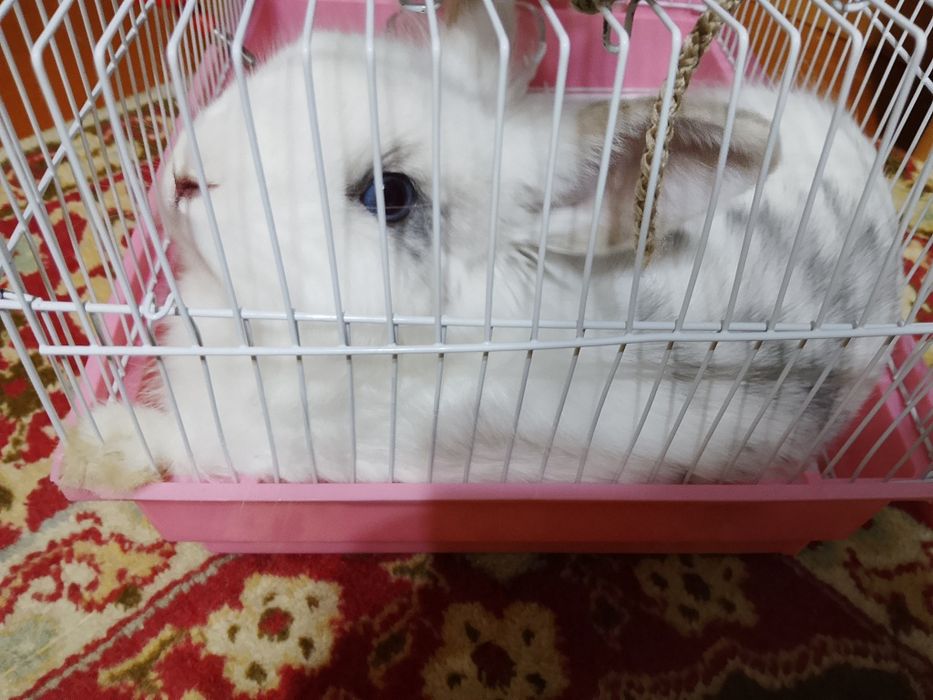 Кролик привит все хорошо