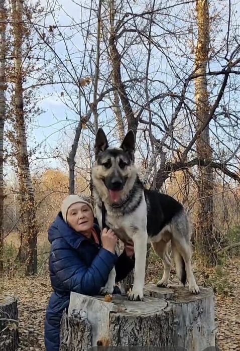 Щенки восточно-европейской овчарки