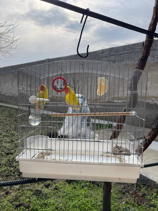 Попугаи неразлучники с клеткой, Ajralmas to‘tiqushlar (nevarazuchnik)