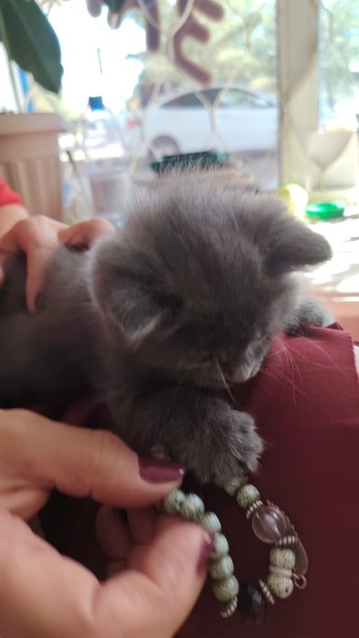 Котёнок маленький