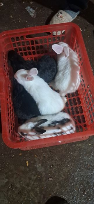 Quyon bolalari toza falndr