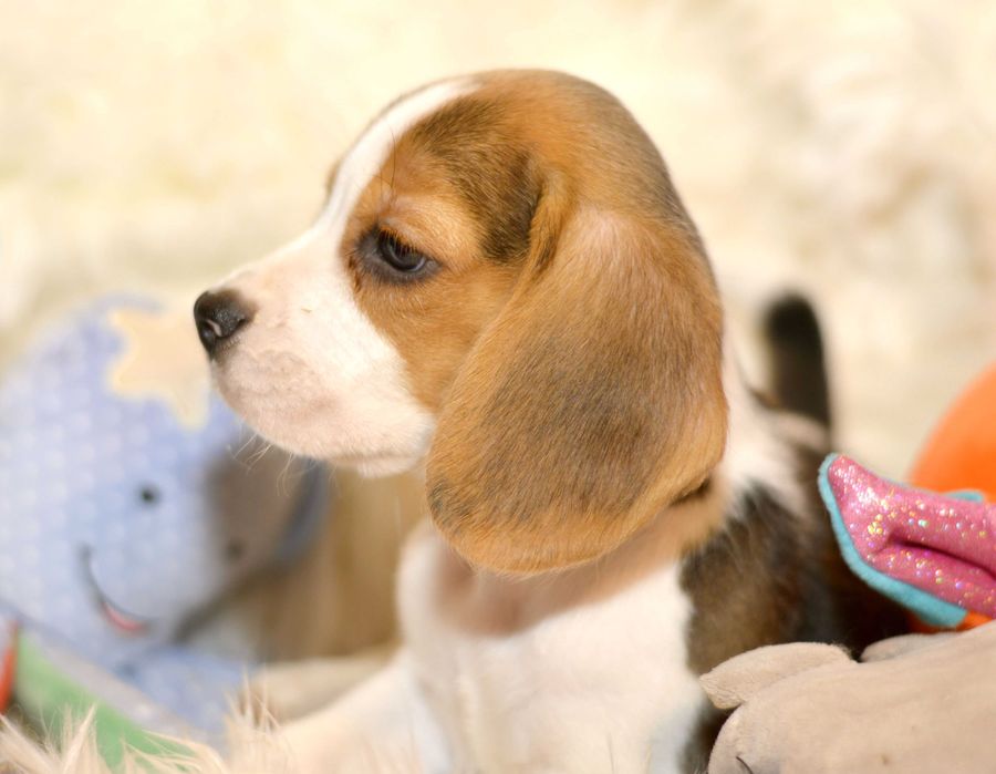 Pui Beagle tricolor din parinti cu pedigree