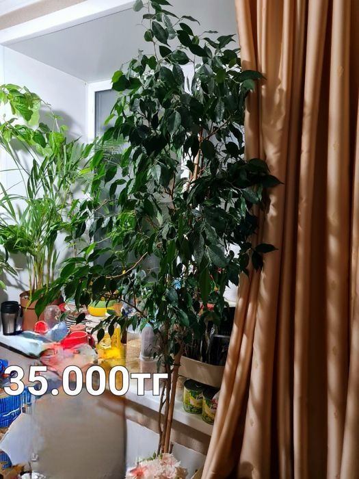 Комнатные растения