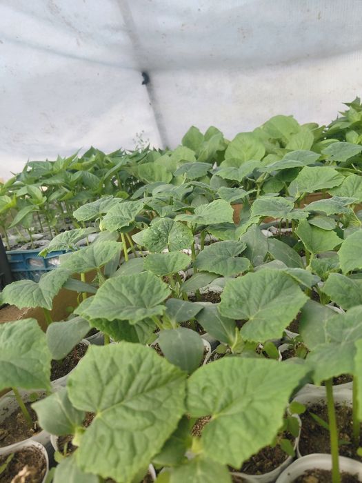 Продам  рассаду перец