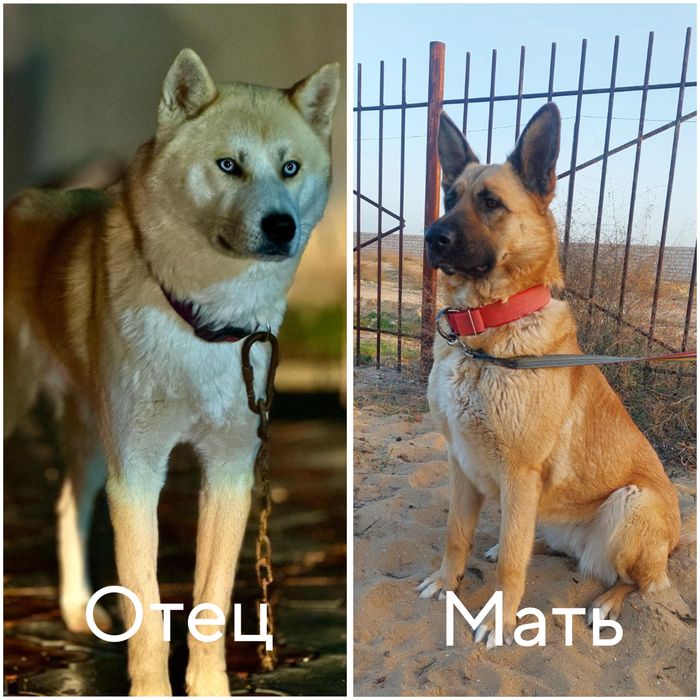 Щенки, хаски и бельгийской овчарки