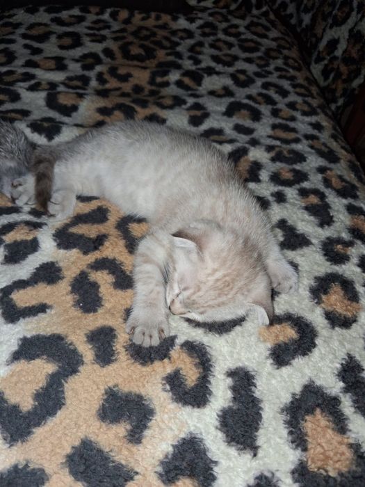 Шотландкий котята