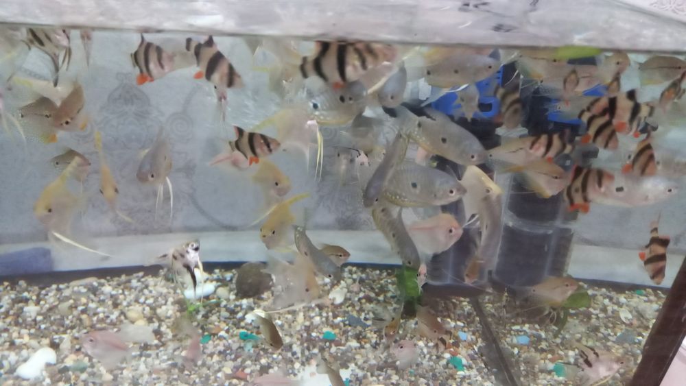 Рыбки аквариумные
