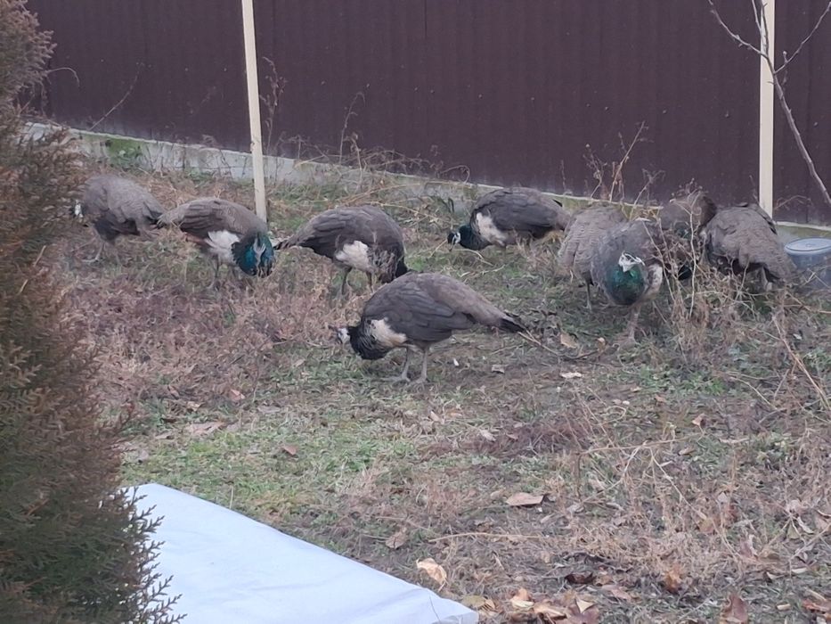 Продам павлинов молодняк