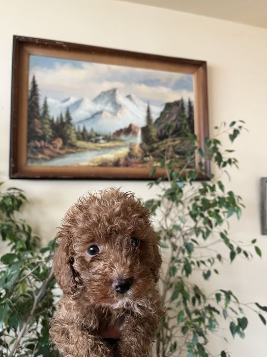 Мини пудели, цвят червен