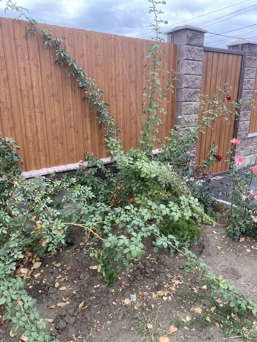 Продам вьющие розы бутоны крупные и белые