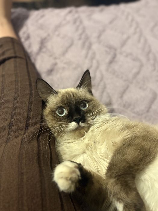 Одам кошку в добрые руки