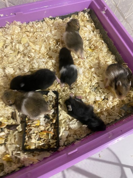 Сирийские хомяки