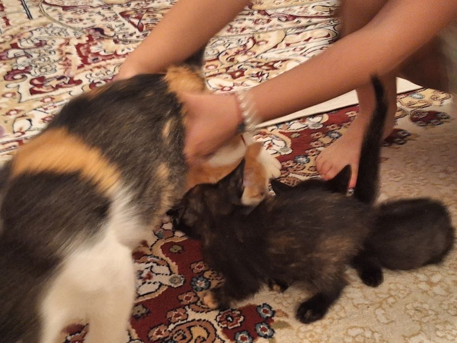 Тегін мысықтар үшеу