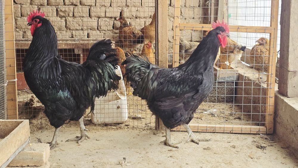 Джерсий Гигант қораздары сатылады