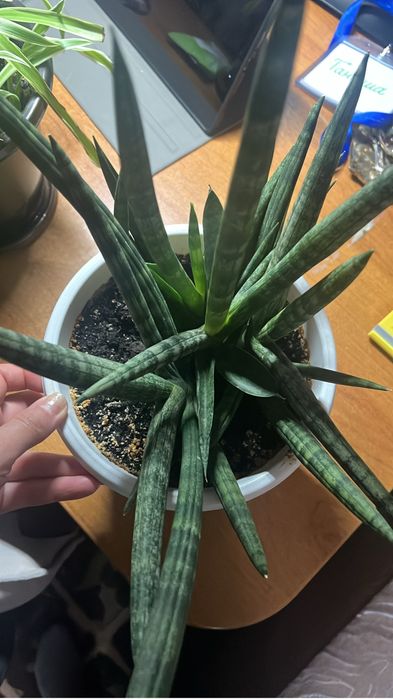 сансевиерия муншайн 5000