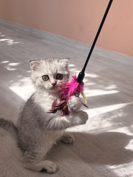 Scottish Fold Chinchilla-femelă