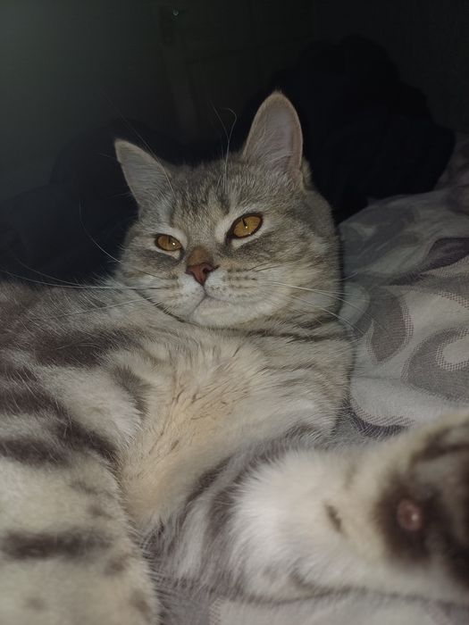 Продаются котята