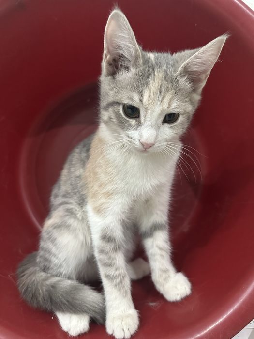 Котенок в добрые руки