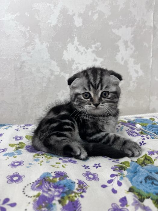 Продам котенка