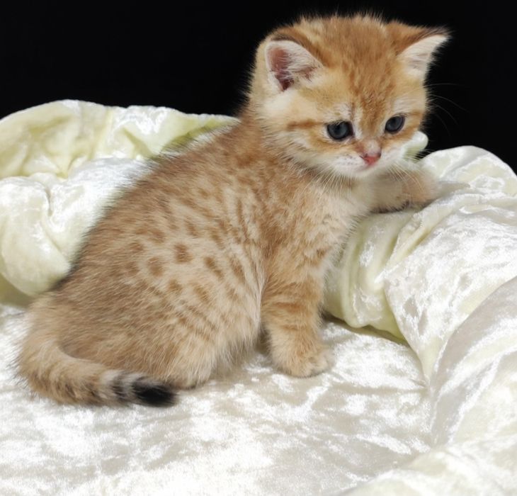 Британские  девули.пареньки.