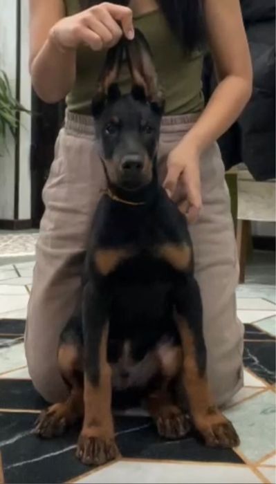 Продам шенка дрбермана