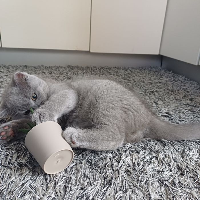 Мъжко британско коте