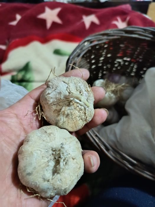 Чеснок Рокамболь