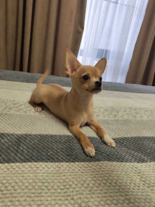 Продаётся чистокровный клубный щенок чихуахуа