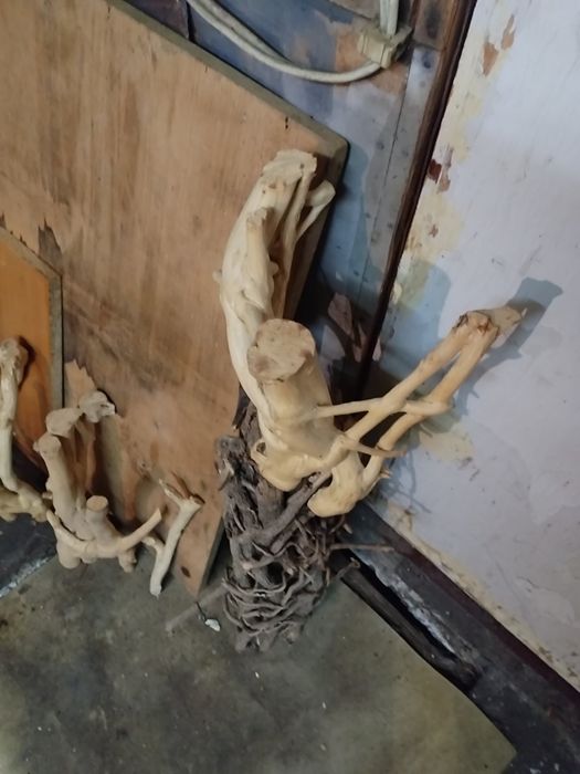 Клони от бръшлян