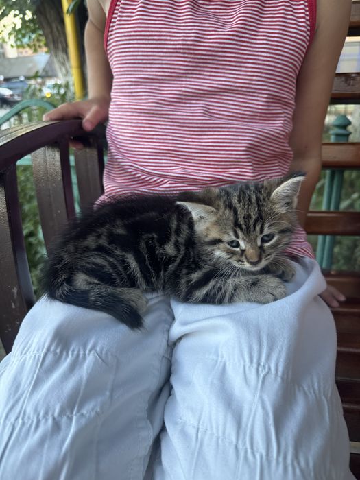 Котята ищут любящий дом