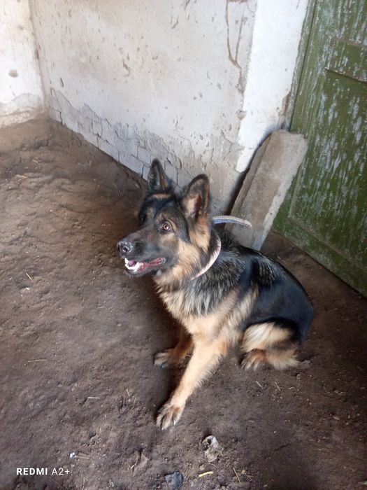 Длина шерс афчарка