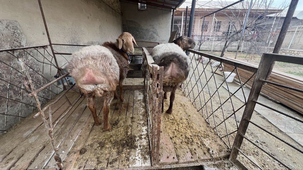 Қўчқор ва қўйлар сотилади