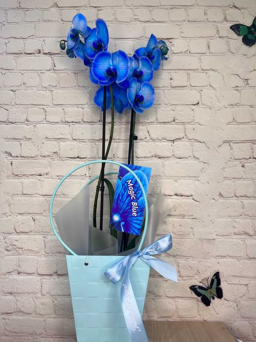 ОРХИДЕИ в горшке