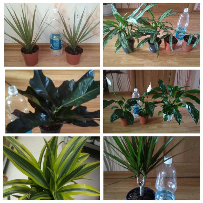 хлорофитум кудрявый бони пеларгонии цветы не дорого растения комнатные