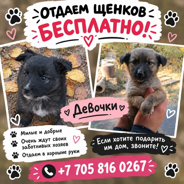 Отдадим кутят в добрые руки
