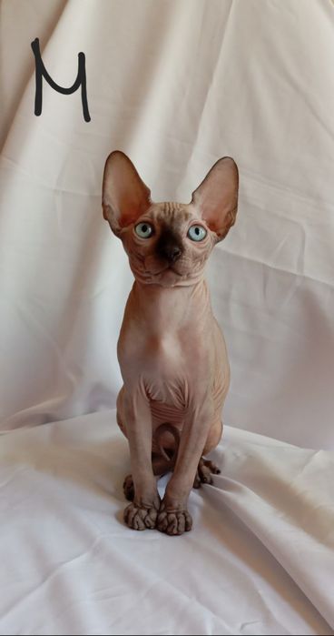 Котята канадского сфинкса