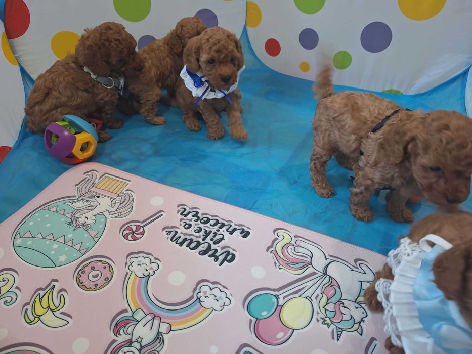 Той пудел ,мини съвършенство