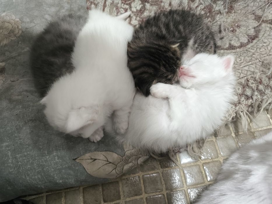 Котята, отдадим в добрые руки